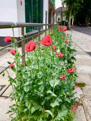 poppies